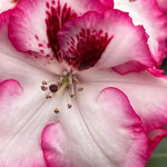 Vivid Pink White Rhododendron Live Plant Azalea Bush Ready to Plant Outdoor Shrub