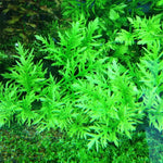 Water Wisteria Live Aquarium Plants 5-7 Stems - Freshwater Aquatic Bundle