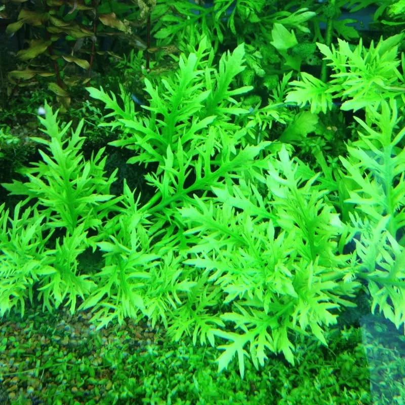 Water Wisteria Live Aquarium Plants 5-7 Stems - Freshwater Aquatic Bundle