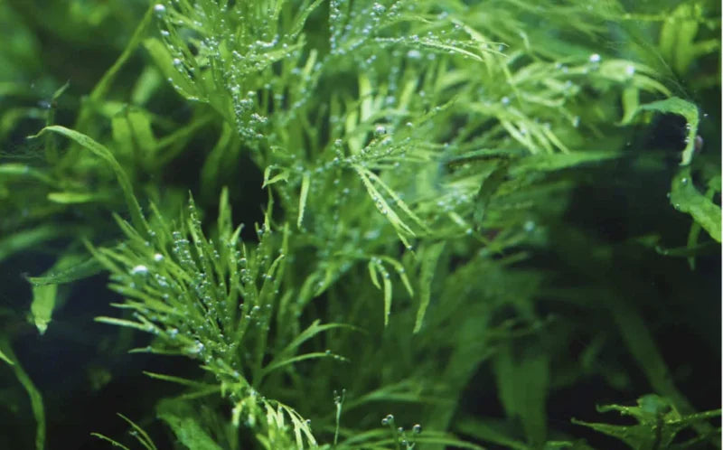 Water Sprite Aquarium Plant, 7 Stems Live Plant