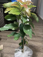 Large Avocados Long Neck Tree Plant, 3 Ft Tall, Potted, Grafted Long Neck Avocado Plant Live Tree In Pot, No CA