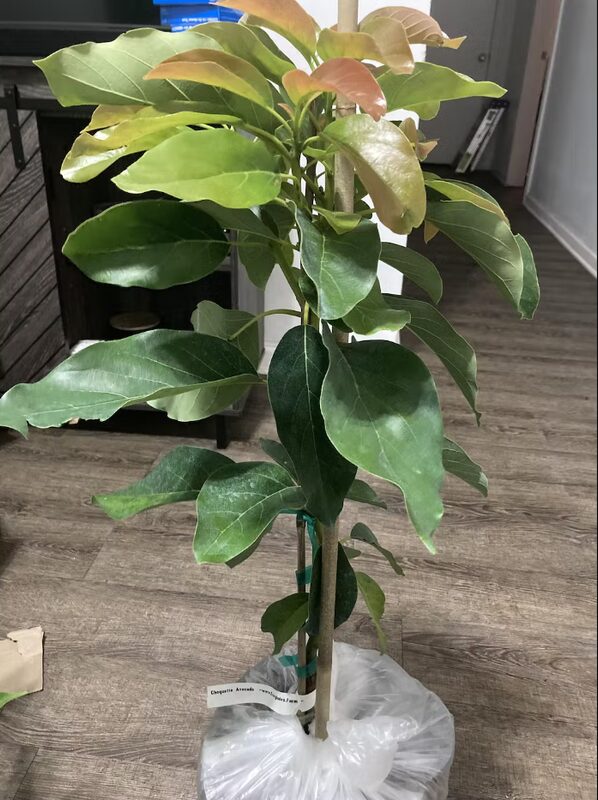 Large Avocados Long Neck Tree Plant, 3 Ft Tall, Potted, Grafted Long Neck Avocado Plant Live Tree In Pot, No CA
