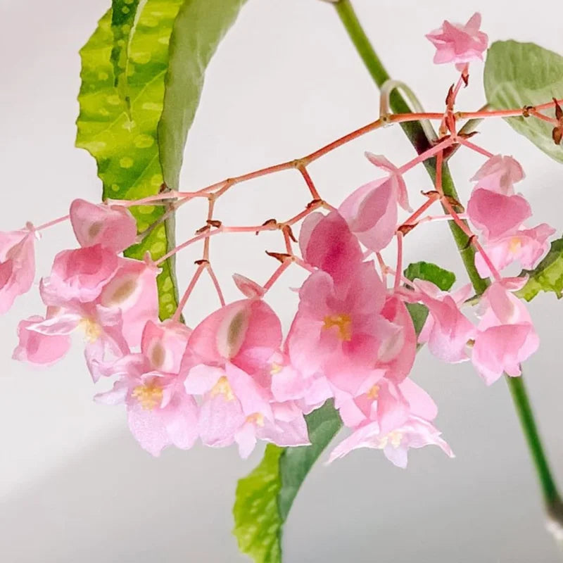Weeping Begonia Plants - 4 Cherry Blossom Begonias - 6 Inch Pot - Live Flowering Houseplant