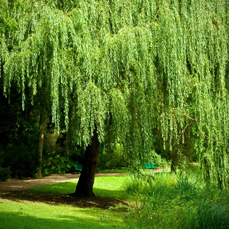 Weeping Willow Cuttings Unrooted, Set 24 Willow Cuttings, Willow Tree Live Plants Cutting, No Roots