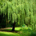 Weeping Willow Cuttings Unrooted, Set 24 Willow Cuttings, Willow Tree Live Plants Cutting, No Roots