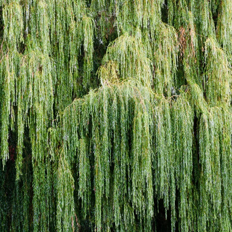 Weeping Willow Cuttings Unrooted, Set 24 Willow Cuttings, Willow Tree Live Plants Cutting, No Roots
