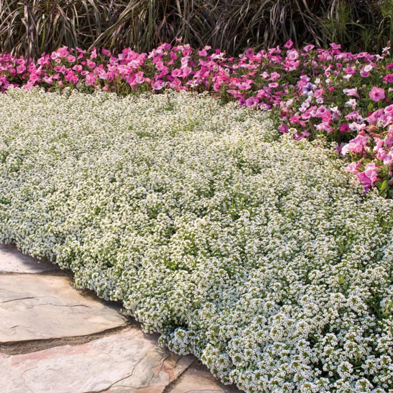 White Alyssum Plant Live, Sweet Alyssum Flowers Plant 8 Inc Tall, In 3 Inch Pot, Alyssum Perennial Flower Beds Garden