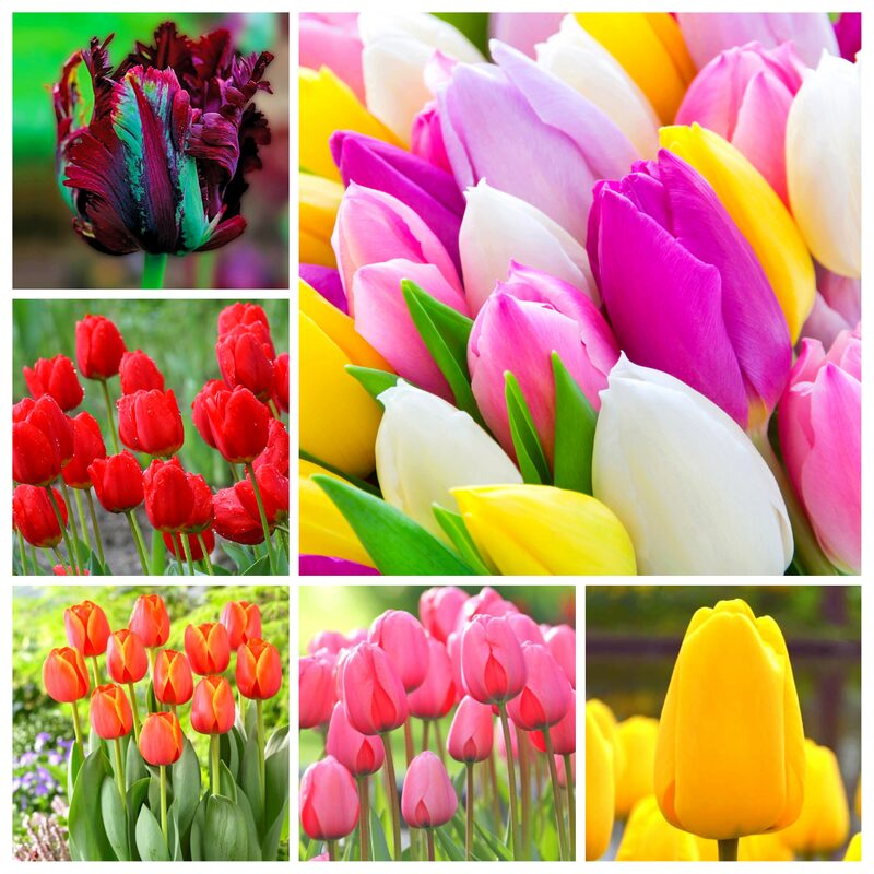 20 Mix Tulip Bulbs, Large Bulbs