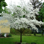 White Dogwood Trees Set of 10 - 1 to 1.5 Ft, Dogwood Trees Live Plant, White Flowering Dogwood Tree Seedling, Dormant, No Leaf, Bare Root