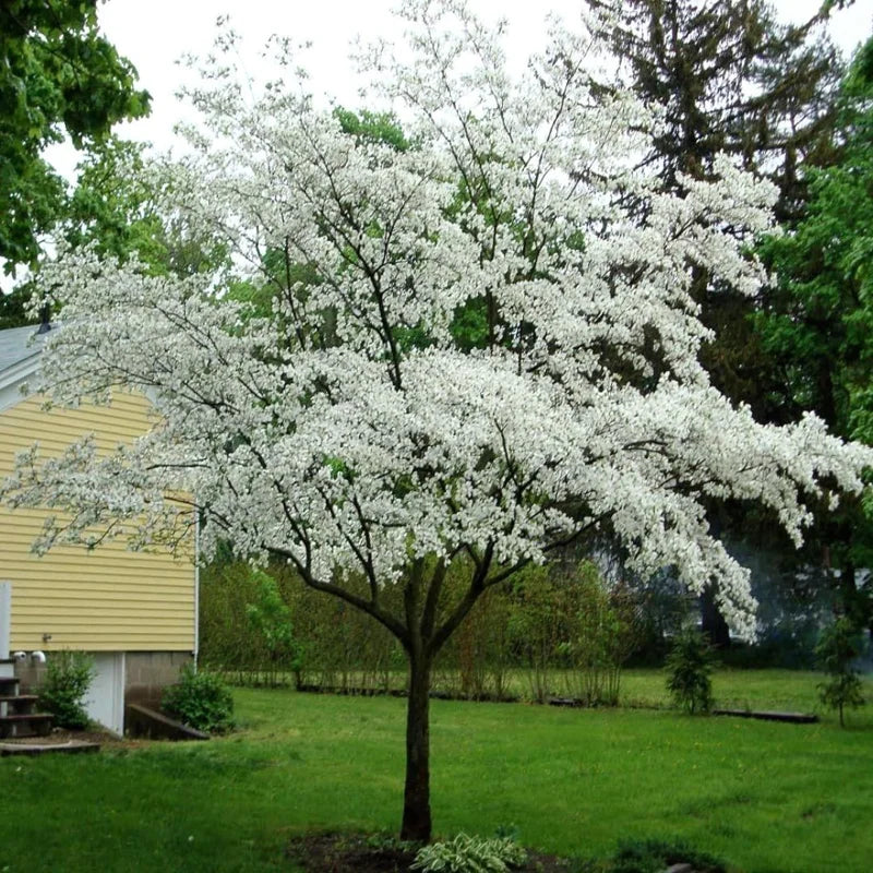White Dogwood Trees Set of 10 - 1 to 1.5 Ft, Dogwood Trees Live Plant, White Flowering Dogwood Tree Seedling, Dormant, No Leaf, Bare Root