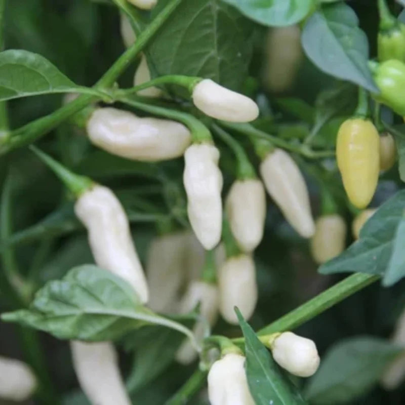 White Ghost Pepper Live Plants - 2 to 3 Plants Hot Chili Pepper