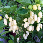 White Ghost Pepper Live Plants - 2 to 3 Plants Hot Chili Pepper