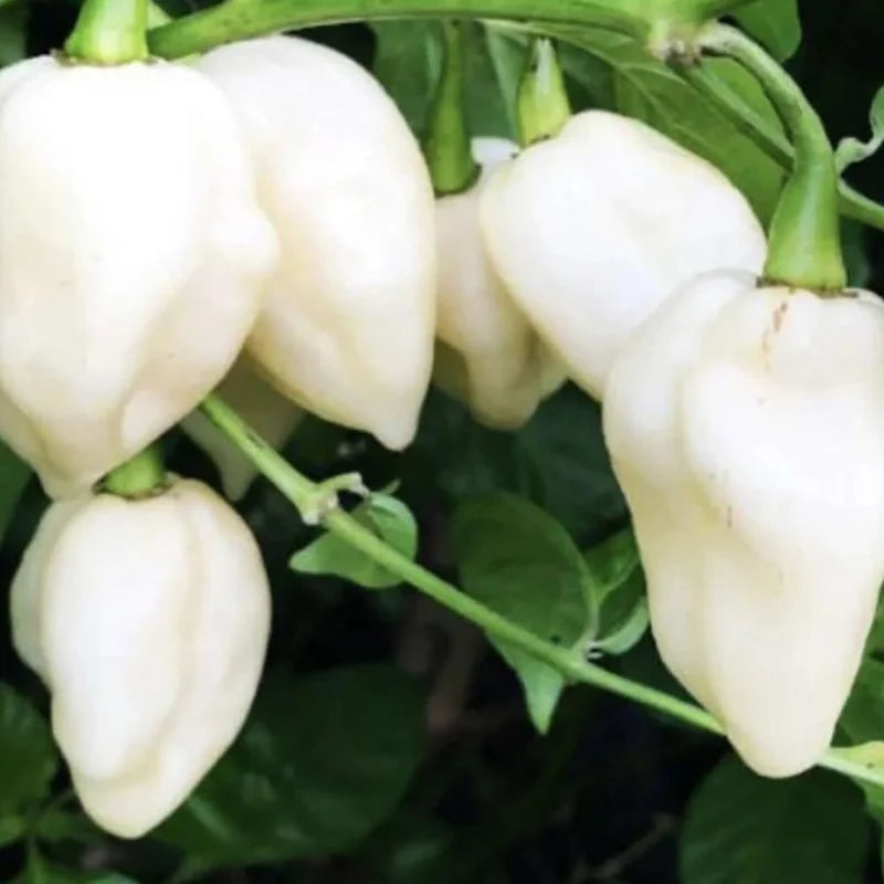 White Ghost Pepper Plants - 3 Hot Chili Seedlings - Rare Variety