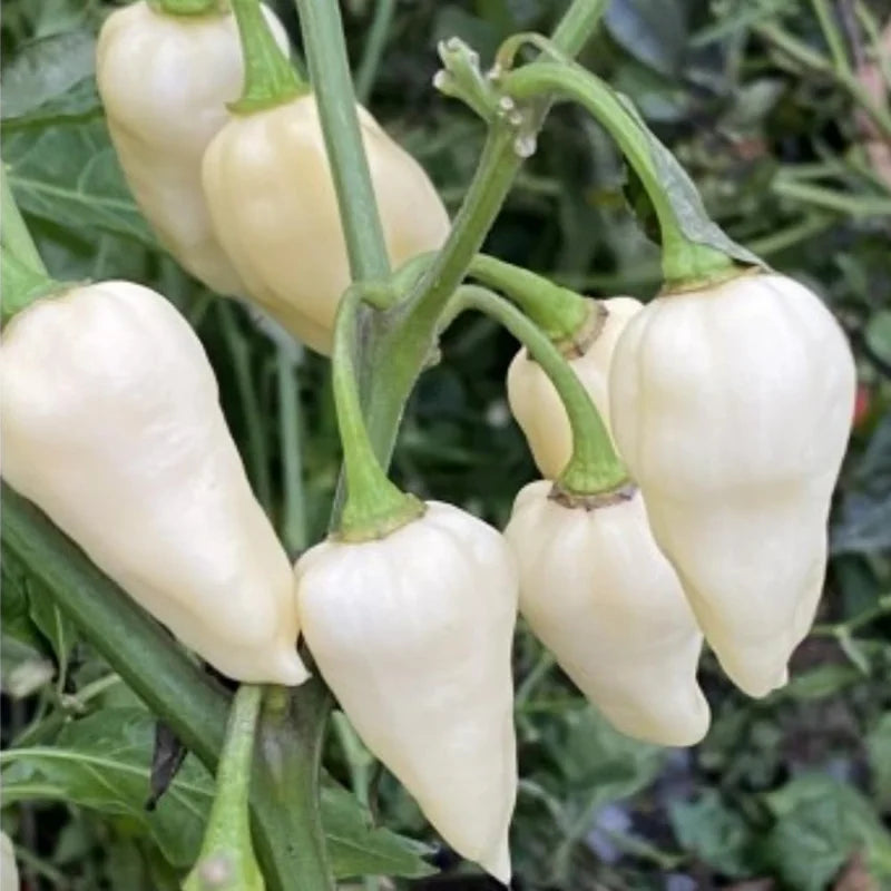 White Ghost Pepper Plants - 3 Pack - Rare Hot Chili Seedlings