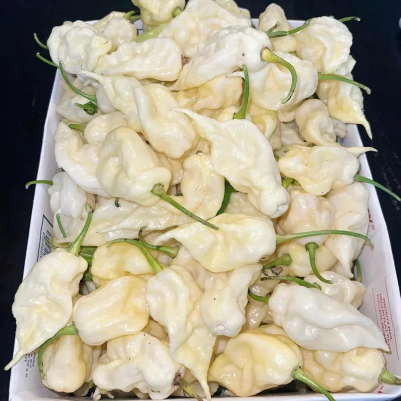 White Ghost Pepper Plants - 3 Pack - Rare Hot Chili Seedlings