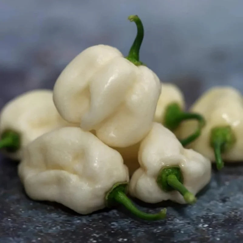 White Habanero Pepper Plants - Hot Chili Seedlings 3-Pack, Live Plants