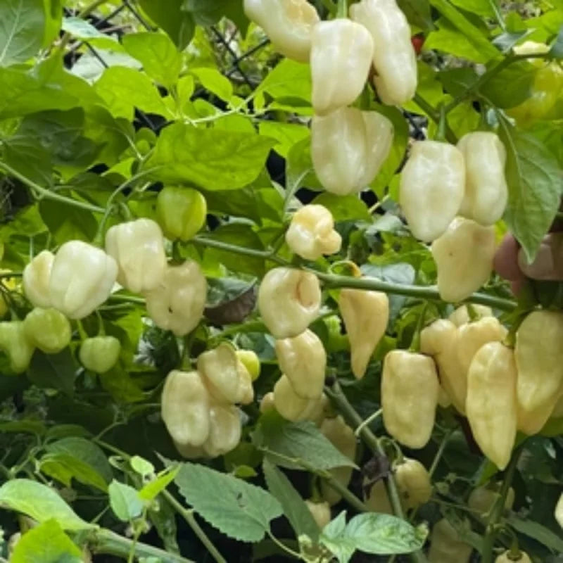 White Habanero Pepper Plants - Hot Chili Seedlings 3-Pack, Live Plants