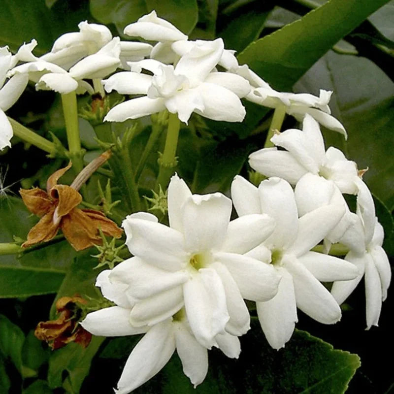 White Jasmine Plant - 12 Inch Fragrant Jasmine - Container &amp; Garden Ready