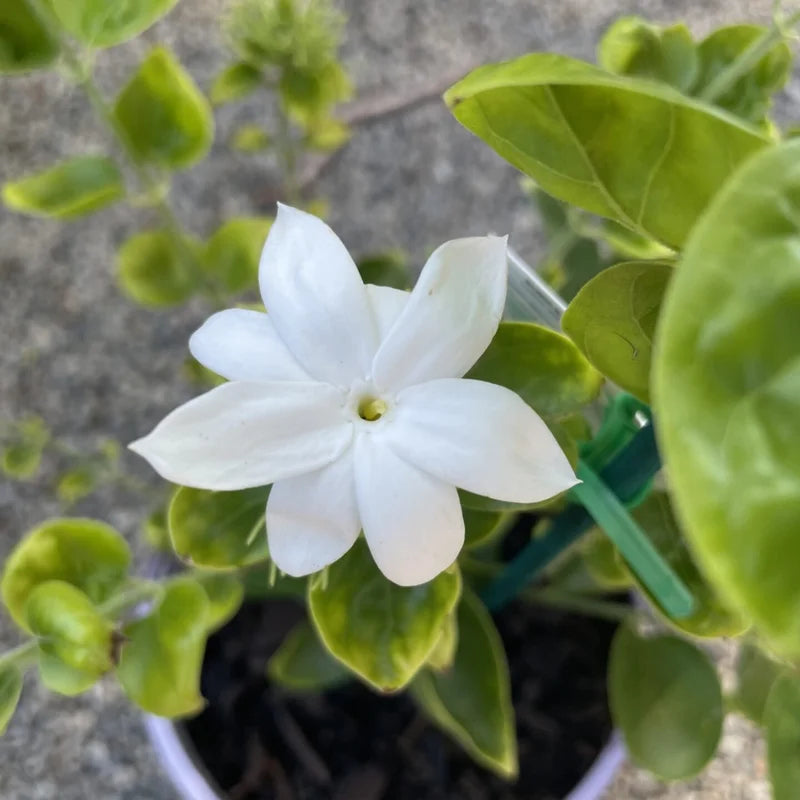 White Jasmine Plant - 12 Inch Fragrant Jasmine - Container &amp; Garden Ready