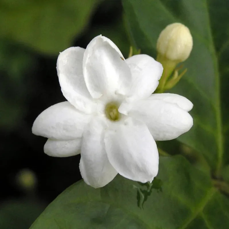 White Jasmine Plant - 12 Inch Fragrant Jasmine - Container &amp; Garden Ready