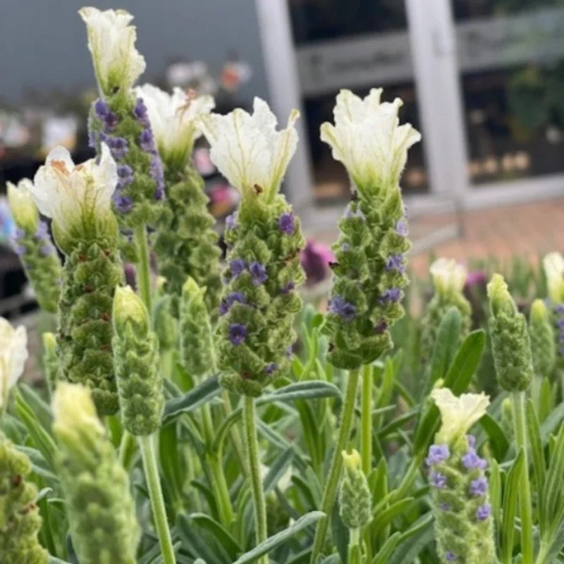 White Lavender Plant - Gal Pot - Fragrant &amp; Beautiful