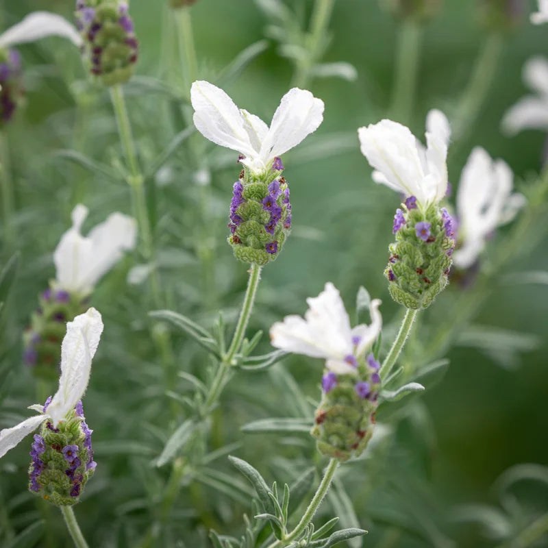 White Lavender Plant - Gal Pot - Fragrant &amp; Beautiful