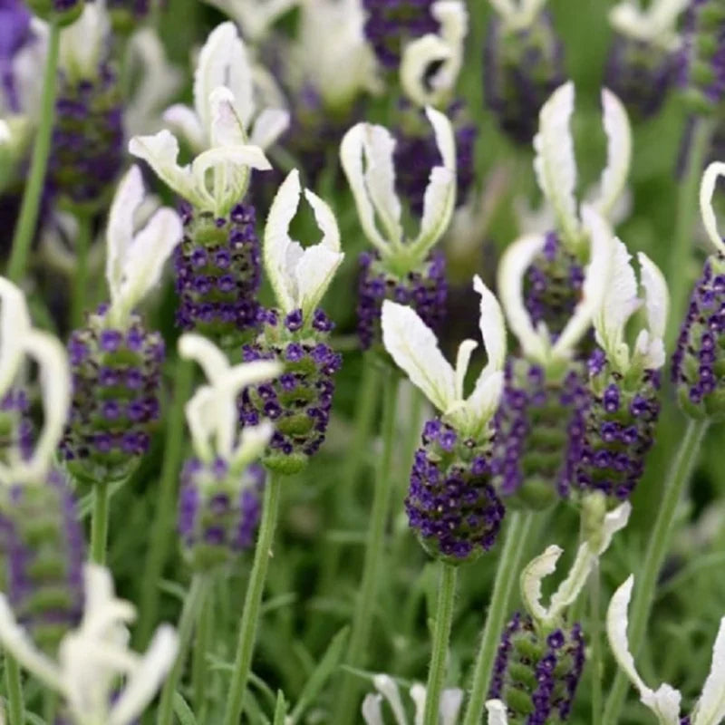 White Lavender Plant Gallon Potted Flower Plant - Fragrant Blooms