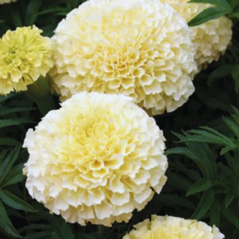 5 Live White Marigold Plants Starter Plants, Marigold Flower Well Rooted, Annual Flower Plant for Planting