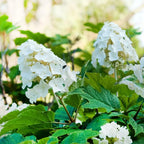 Hydrangea Plant Live, Hydrangea Shrub Bush, Hydrangea Live Plant for House Planting, Outdoor Hydrangea in 1 Gallon Pot, White Oakleaf