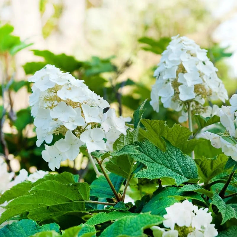 Hydrangea Plant Live, Hydrangea Shrub Bush, Hydrangea Live Plant for House Planting, Outdoor Hydrangea in 1 Gallon Pot, White Oakleaf
