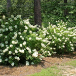 Hydrangea Plant Live, Hydrangea Shrub Bush, Hydrangea Live Plant for House Planting, Outdoor Hydrangea in 1 Gallon Pot, White Oakleaf