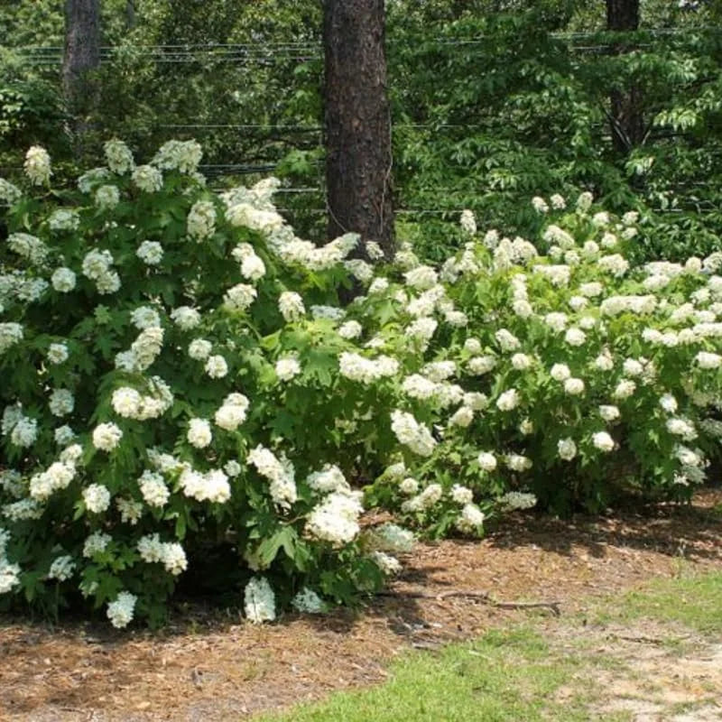 Hydrangea Plant Live, Hydrangea Shrub Bush, Hydrangea Live Plant for House Planting, Outdoor Hydrangea in 1 Gallon Pot, White Oakleaf