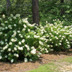Hydrangea Plant Live, Hydrangea Shrub Bush, Hydrangea Live Plant for House Planting, Outdoor Hydrangea in 1 Gallon Pot, White Oakleaf