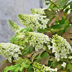 White Oakleaf Hydrangea Live Plant Bush Shrub for Planting, 6-10 Inc Tall in 4" Pot Size, Hydrangea Tree Plant