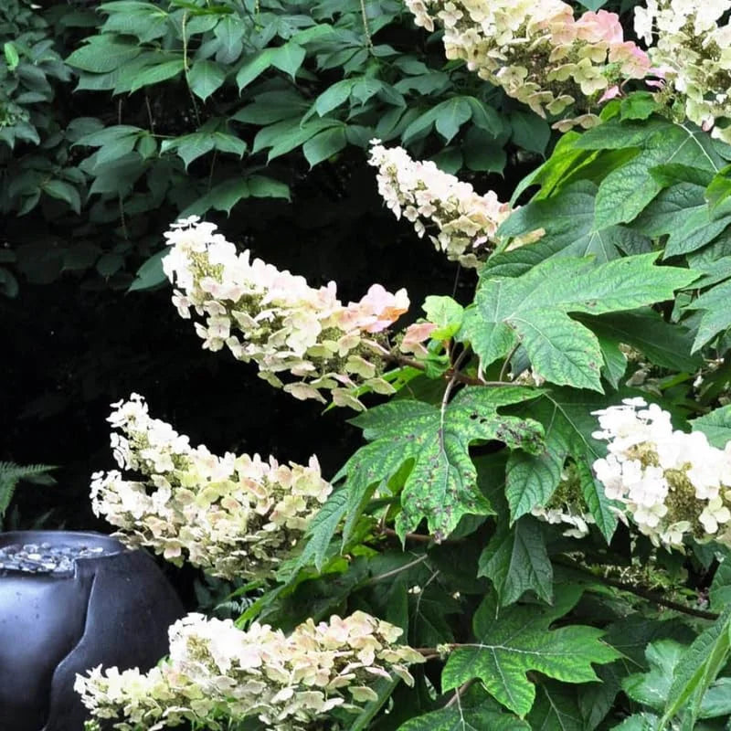 White Oakleaf Hydrangea Live Plant Bush Shrub for Planting, 6-10 Inc Tall in 4" Pot Size, Hydrangea Tree Plant