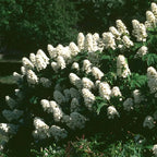 White Oakleaf Hydrangea Live Plant Bush Shrub for Planting, 6-10 Inc Tall in 4" Pot Size, Hydrangea Tree Plant