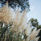 White Pampas Grass Plants - 2 Inch Potted Ornamental Grass Clump
