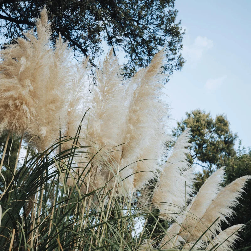 White Pampas Grass Plants - 2 Inch Potted Ornamental Grass Clump