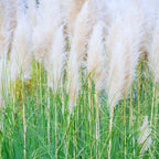 Pampas Grass Plants 2-Inch Potted White Ornamental Grass Clump Live Plants Outdoor