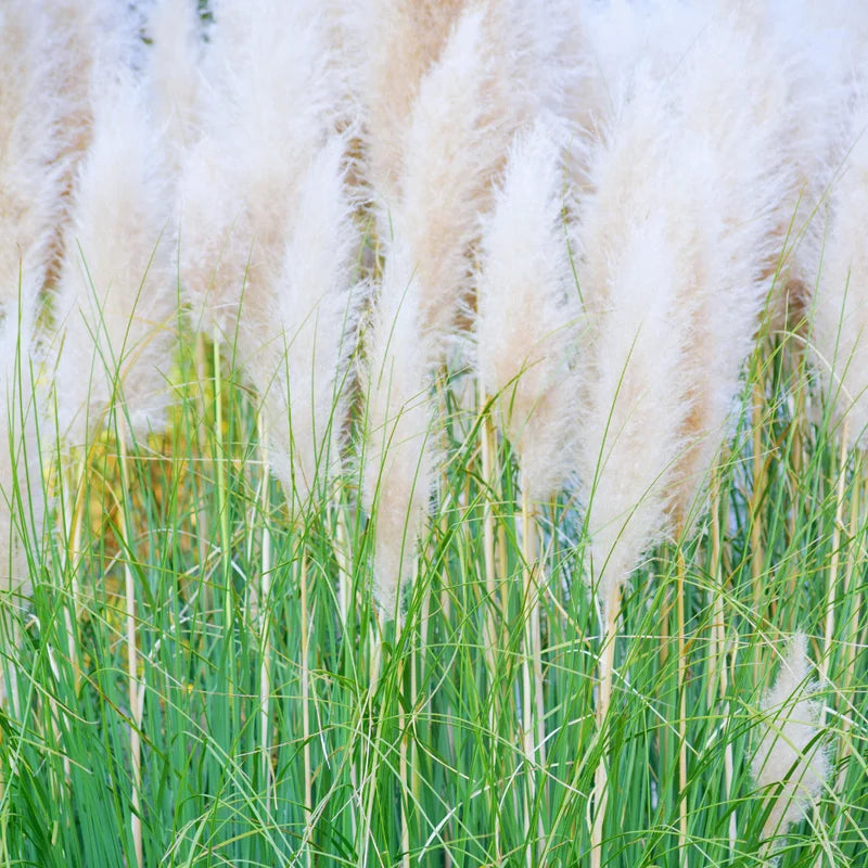 Pampas Grass Plants 2-Inch Potted White Ornamental Grass Clump Live Plants Outdoor