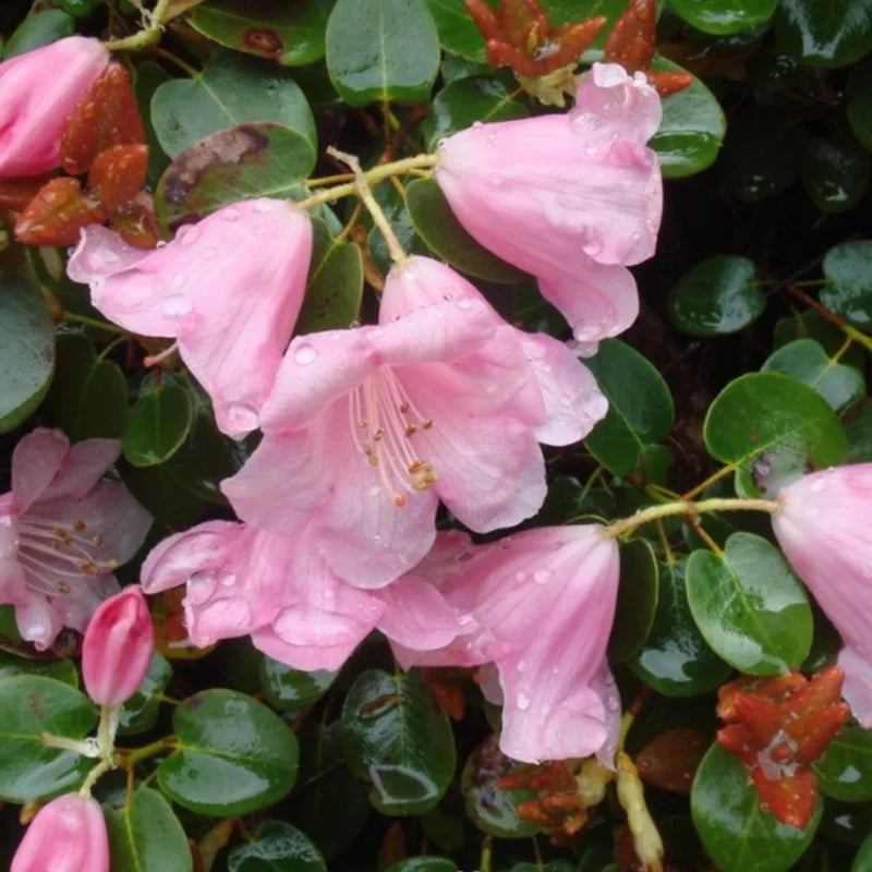 White Pink Rhododendron Plant 1 Year Old Rare Flowering Shrub Garden Plant