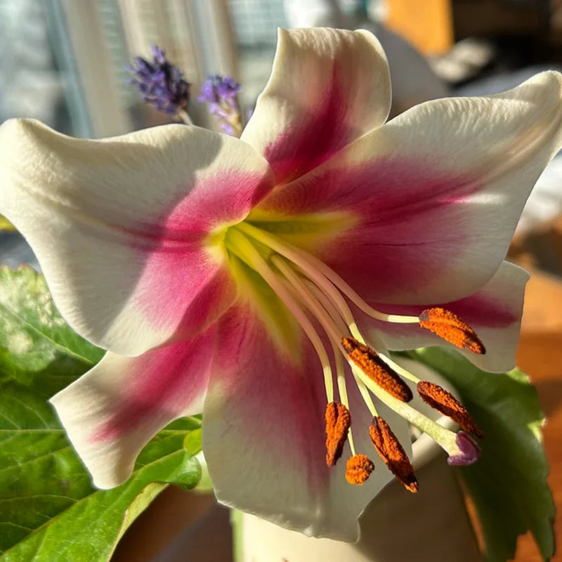White Pink Trumpet Lily Bulbs - Set of 5 Flowering Bulbs