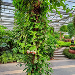 White Red Bleeding Heart Vine Live Plant - Clerodendrum 5-9" Tall for Indoor and Outdoor Gardens