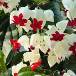 White Red Bleeding Heart Vine Live Plant - Clerodendrum 5-9" Tall for Indoor and Outdoor Gardens