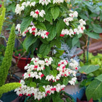 White Red Bleeding Heart Vine Live Plant - Clerodendrum 5-9" Tall for Indoor and Outdoor Gardens