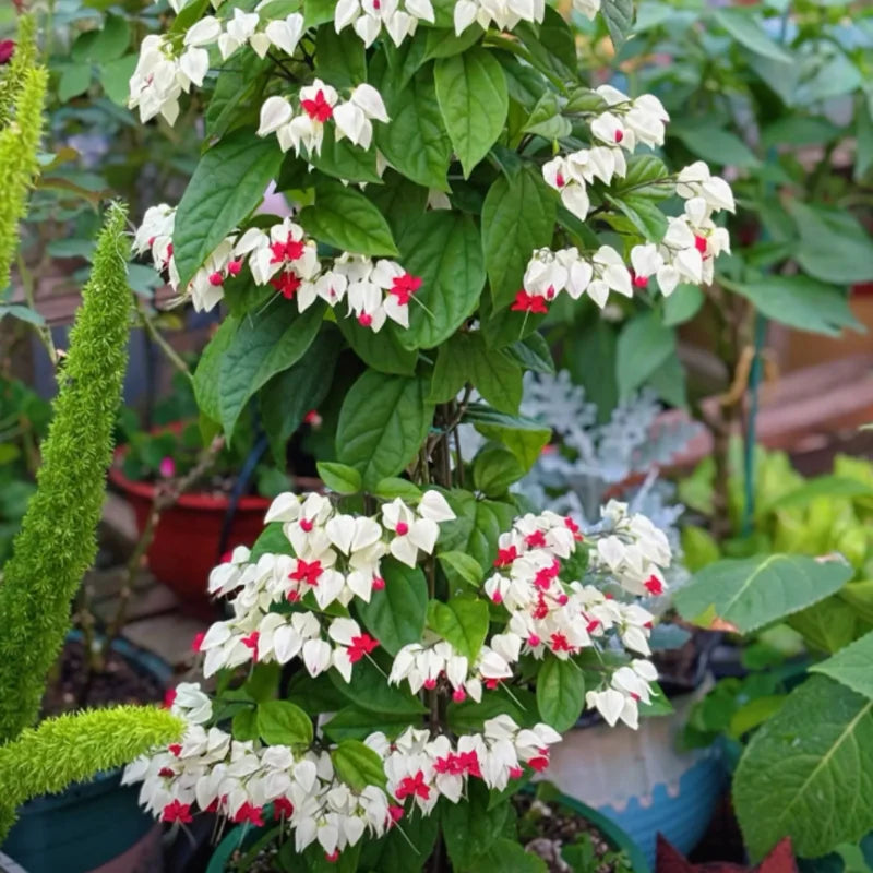 White Red Bleeding Heart Vine Live Plant - Clerodendrum 5-9" Tall for Indoor and Outdoor Gardens