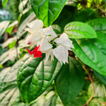 Clerodendrum Bleeding Heart Vine Live Plant - White Red Flowers 4-9" Tall for Home and Garden