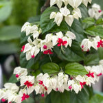 White Red Bleeding Heart Vine Live Plant - Clerodendrum 5-9" Tall for Indoor and Outdoor Gardens