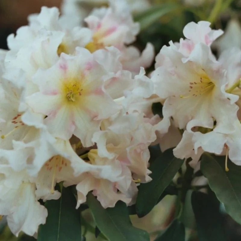 White Rhododendron Plant - 1 Year Old - Flowering Shrub
