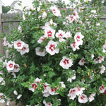 Set 20 Althea Rose of Sharon Cuttings, Hibiscus Syriacus Bush for Flowering and Garden Planting